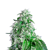 BIG DEVIL F1 FAST VERSION